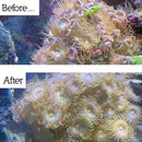 NT LABS Marine Anti-Aiptasia 100ml - Fresh N Marine