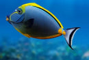 Blonde Naso Tang (Naso elegans) - Fresh N Marine