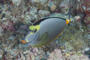 Pacific Naso Tang (Naso lituratus) - Fresh N Marine