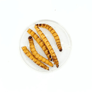 Nature Grains! Superworms 550ml/2600ml - Fresh N Marine