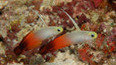 Fire Goby (Nemateleotris magnifica) - Fresh N Marine