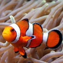 Wild Ocellaris Clownfish (Amphiprion ocellaris) - Fresh N Marine