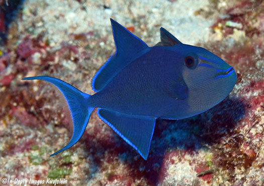 Queen Triggerfish (Odonus niger) - Fresh N Marine
