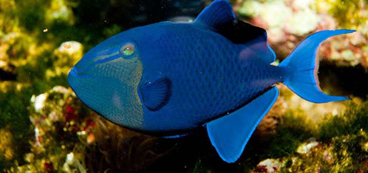 Niger Triggerfish (Odonus niger) - Fresh N Marine