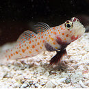 Orange Spotted Goby (Amblyeleotris Guttata) - Fresh N Marine