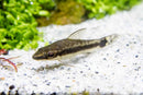 Otocinclus (Otocinclus sp.) - Fresh N Marine