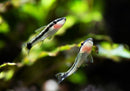 Otocinclus (Otocinclus sp.) - Fresh N Marine