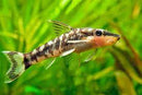 Otocinclus (Otocinclus sp.) - Fresh N Marine