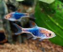PURPLE HARLEQUIN RASBORA (TRIGONOSTIGMA HETEROMORPHA) - Fresh N Marine