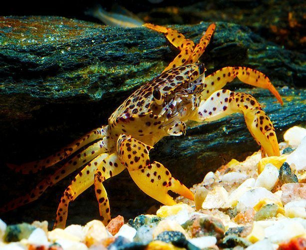 Panther water Crab (Parathelphusa panthernia ) - Fresh N Marine
