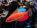 Carpenter's Flasher Wrasse (Paracheilinus carpenteri) - Fresh N Marine
