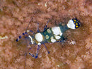 Anemone Shrimp (Perliclimenes brevicarpal) - Fresh N Marine