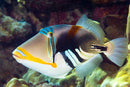 Humu Humu Trigger (Rhinecanthus aculeatus) - Fresh N Marine