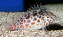 Coral Hawkfish (Cirrhitichthys oxycephalus) - Fresh N Marine