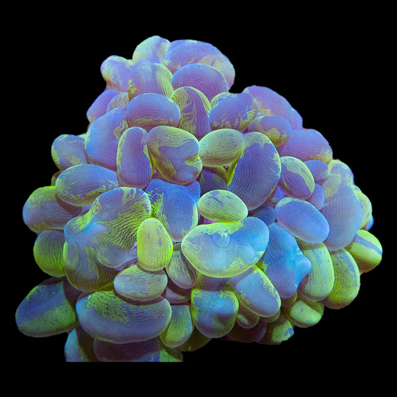 Bubble Coral (Plerogyra sinuosa) - Fresh N Marine