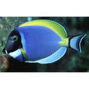 Powder Blue Tang (Acanthurus leucosternon) - Fresh N Marine