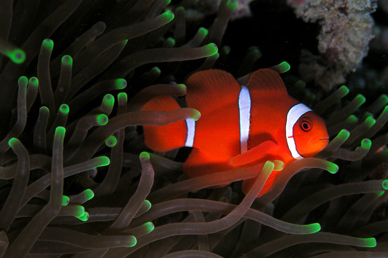 Maroon Clownfish (Premnas biaculeatus) - Fresh N Marine