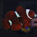 Maroon Clownfish (Premnas biaculeatus) - Fresh N Marine