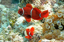 Maroon Clownfish (Premnas biaculeatus) - Fresh N Marine
