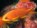 Lyretail/Blue Eye Anthias (Pseudanthias squamipinnis) - Fresh N Marine
