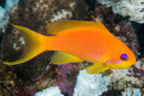 Lyretail/Blue Eye Anthias (Pseudanthias squamipinnis) - Fresh N Marine