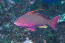 Lyretail/Blue Eye Anthias (Pseudanthias squamipinnis) - Fresh N Marine