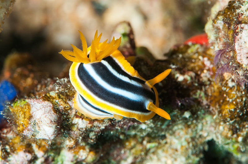 Antenna Multicolor Nudibranch (Chromodoris Quadricolor) - Fresh N Marine