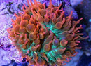Rainbow Red Bubble Tip Anemone (Entacmaea quadricolor) - Fresh N Marine
