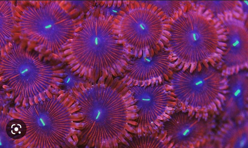 Red People Eater Zoanthids (Per Polyp in Frag) - Fresh N Marine
