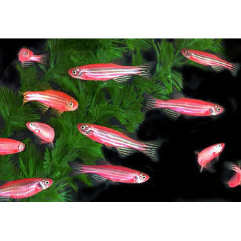 Pink Zebra Danio (Brachydanio rerio) (5pcs) | Fresh N Marine