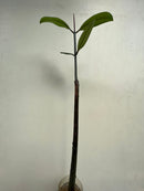 Mangrove (Rhizophora apiculata) (per stalk in pot)