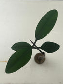 Mangrove (Rhizophora apiculata) (per stalk in pot)