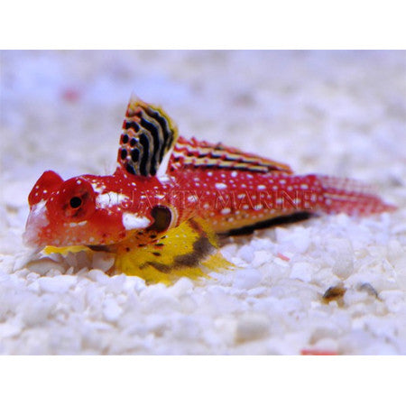 Red Scooter (Synchiropus stellatus) - Fresh N Marine