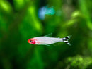 Rummy Nose Tetra (Hemigrammus rhodostomus) - Fresh N Marine