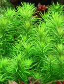 Pogostemon Erectus - Fresh N Marine