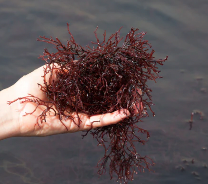 Red Algae (Marine Macroalgae) (by small bag) - Fresh N Marine