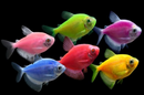 Glo Tetra (Gymnocorymbus ternetzi) (Assorted Colour) - Fresh N Marine