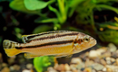 Auratus Cichlid (Melanochromis Auratus) - Fresh N Marine