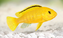Yellow Lab Cichlid - Fresh N Marine