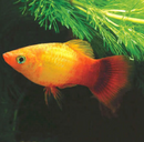 Sunset Platy (Xiphophorus variatus) - Fresh N Marine