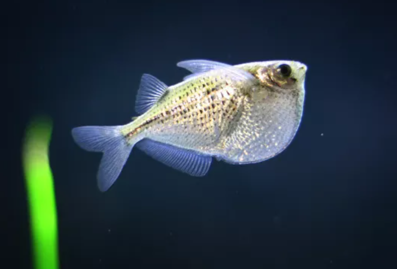 Silver hatchetfish (Gasteropelecus sternicla ) - Fresh N Marine