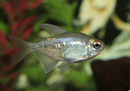 Diamond Tetra (Moenkhausia Pittieri) - Fresh N Marine