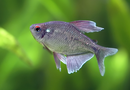 Diamond Tetra (Moenkhausia Pittieri) - Fresh N Marine