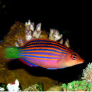 Six Line Wrasse (Pseudocheilinus hexataenia) - Fresh N Marine
