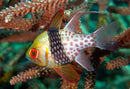 Pajama Cardinalfish (Sphaeramia nematoptera) - Fresh N Marine