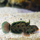 Spotted Mandarin (Synchiropus picturatus) - Fresh N Marine