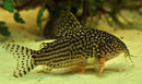 Sterba's corydoras (Corydoras sterbai) - Fresh N Marine