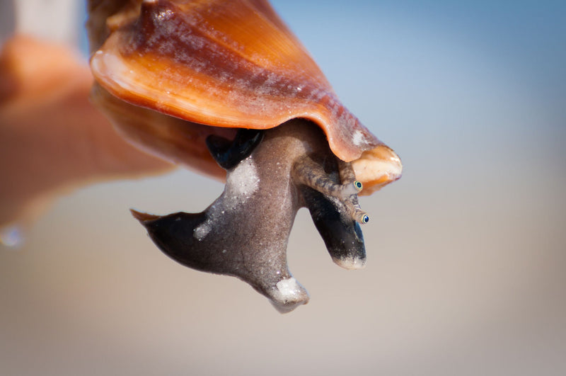 Fighting Conch (Strombus alatus) - Fresh N Marine
