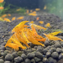 Sunkist Shrimp (香吉士蝦) - Fresh N Marine