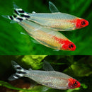 Rummy Nose Tetra (Hemigrammus rhodostomus) - Fresh N Marine